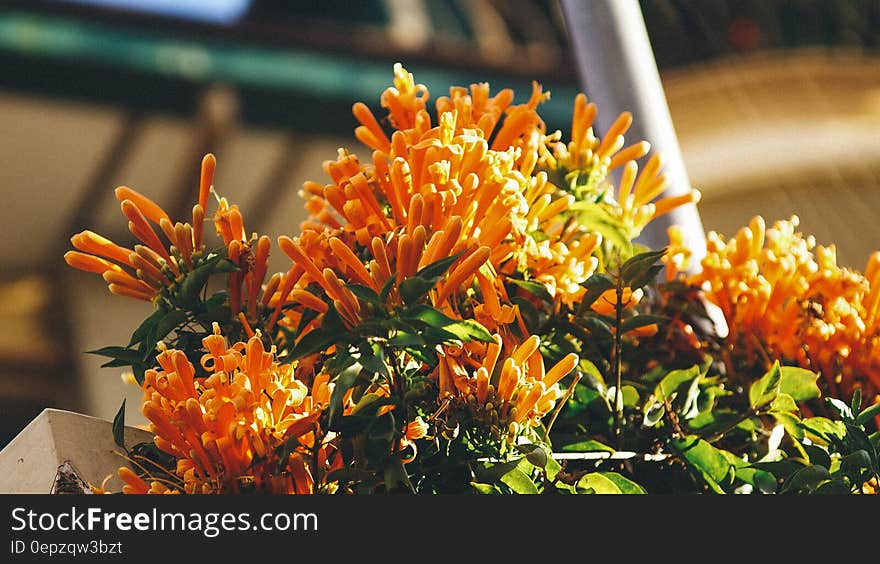 Close Up Photo of Orange Petaled Flower