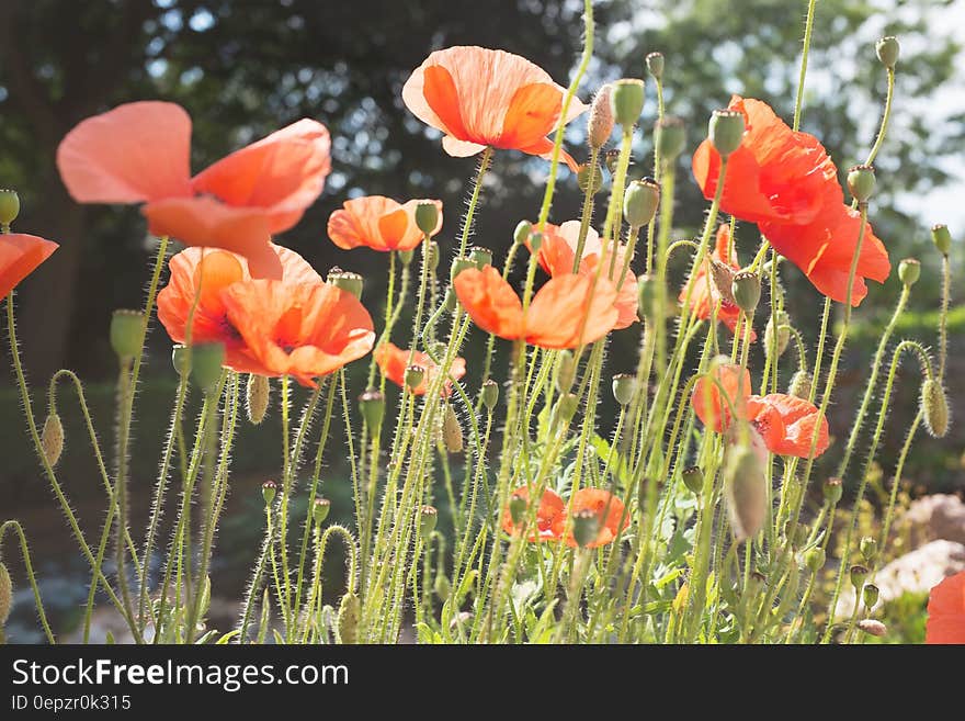 Red poppy flowers in green field on sunny day. Red poppy flowers in green field on sunny day.