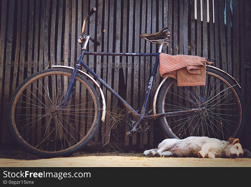 Blue Flat Bar Bike Beside Yellow Labrador Retriever