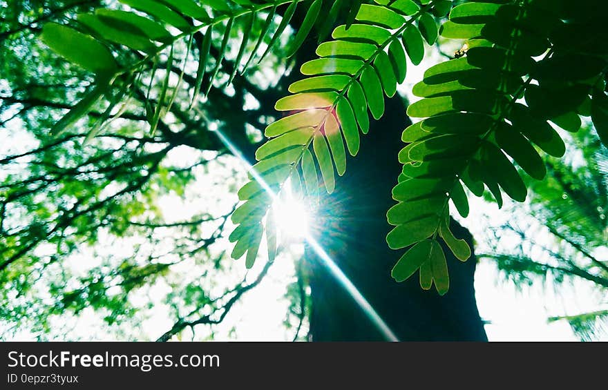 Low Angle Photography of Green Leaves Plant With Tall Forest Tree