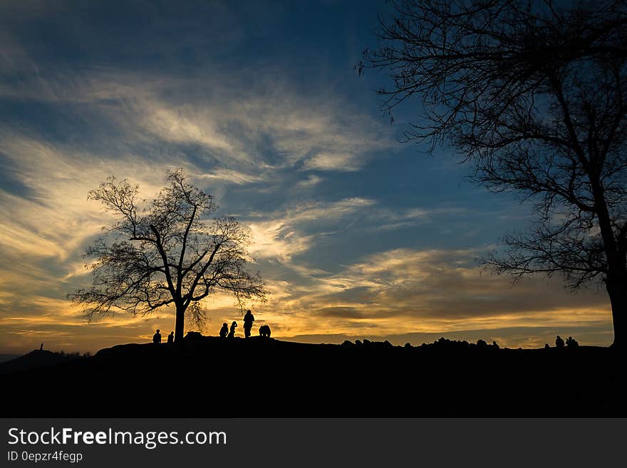 Silhouette of Person Near Bare Tree at Sunset