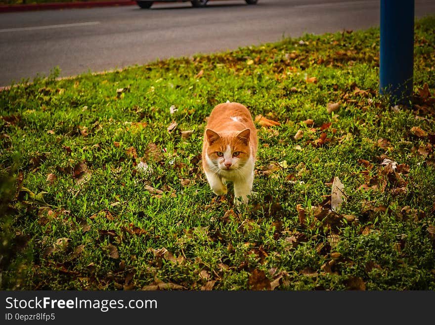 White and Orange Cat Walking on Green Grass during Dayime