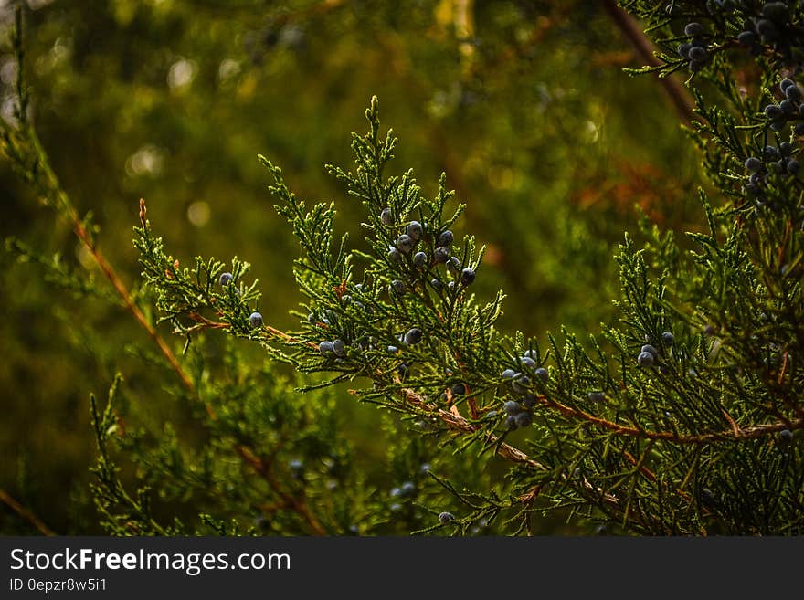 Close up of pine tree branches with berries on sunny day.