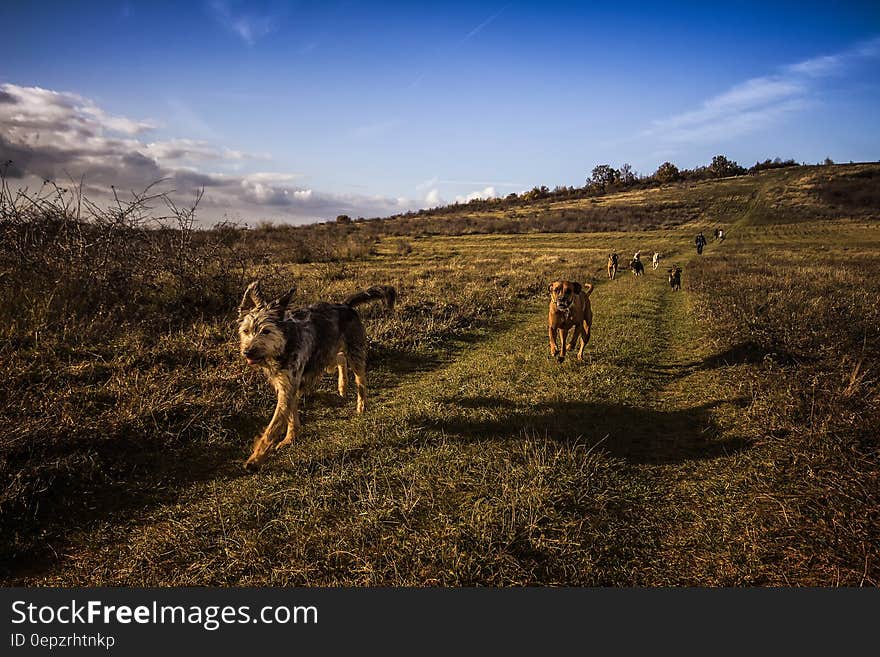 Dogs Running on the Field Under Blue Sky