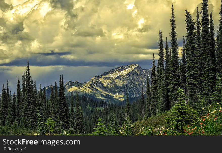 Green Leaved Trees and Snowy Mountain during Day