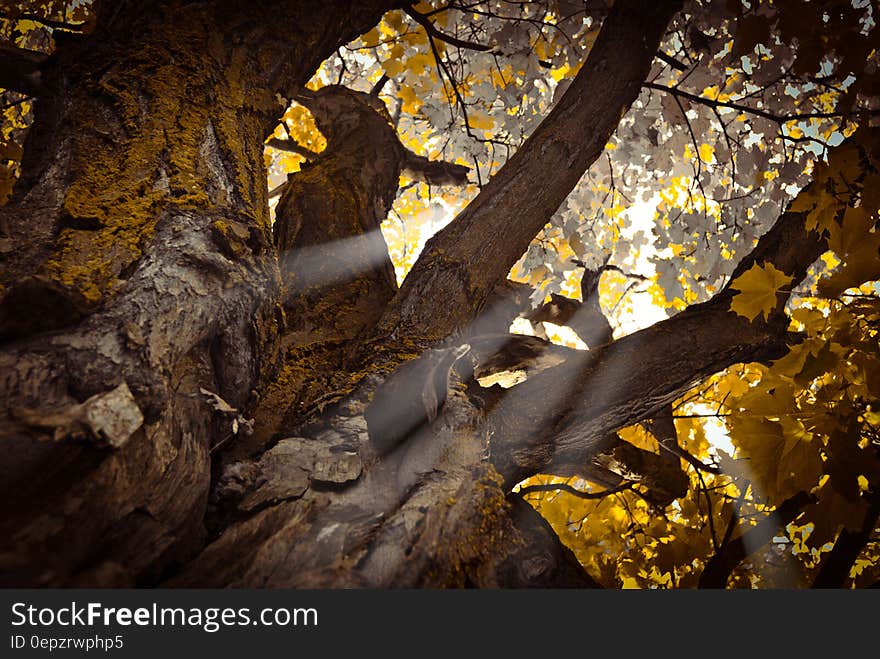 Worm&#x27;s Eye View of Tree during Daytime