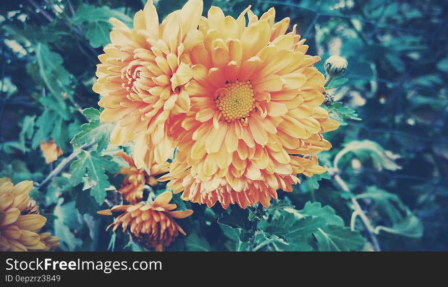 Close up of orange dahlia blossoms on green plant on sunny day.