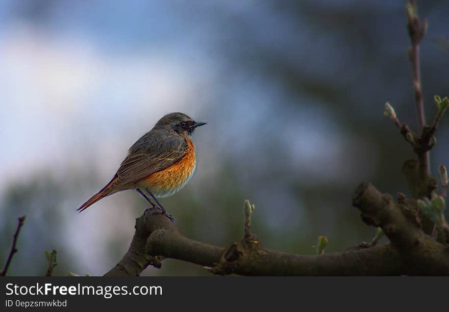 Portrait of redstart songbird perched on branch. Portrait of redstart songbird perched on branch.