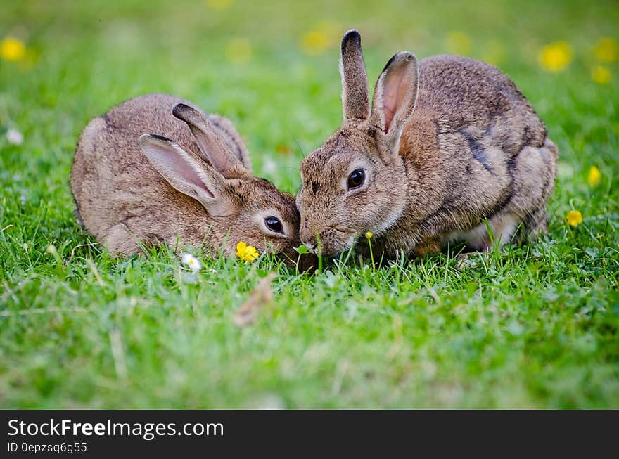 2 Rabbits Eating Grass at Daytime