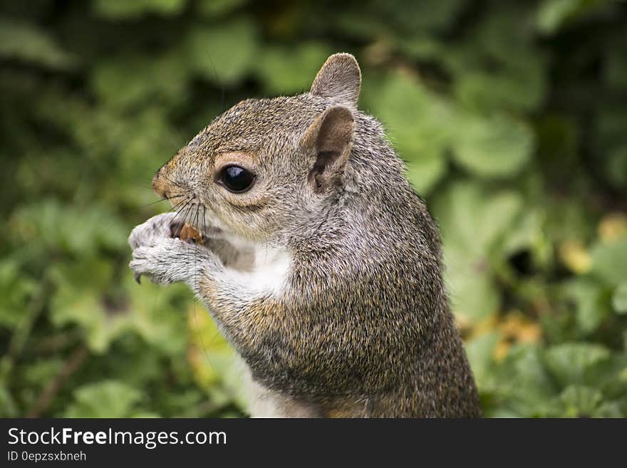 Close up portrait of brown squirrel eating nut outdoors. Close up portrait of brown squirrel eating nut outdoors.