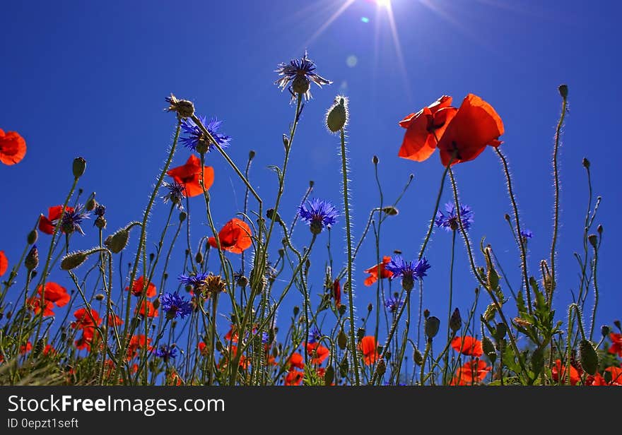 Orange Multi Petaled Flower Under Blue Sky during Daytime