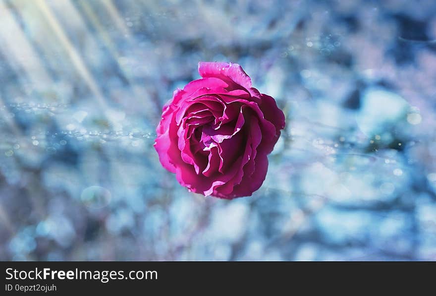 Red rose bloom in ice. Red rose bloom in ice.