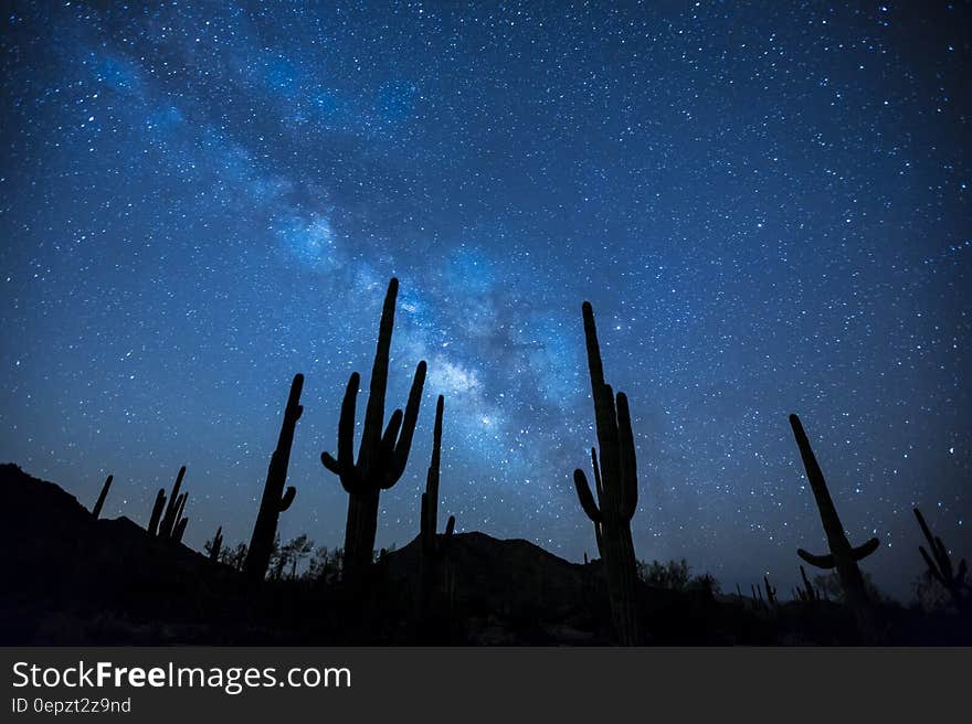 Cactus Plants Under the Starry Sky