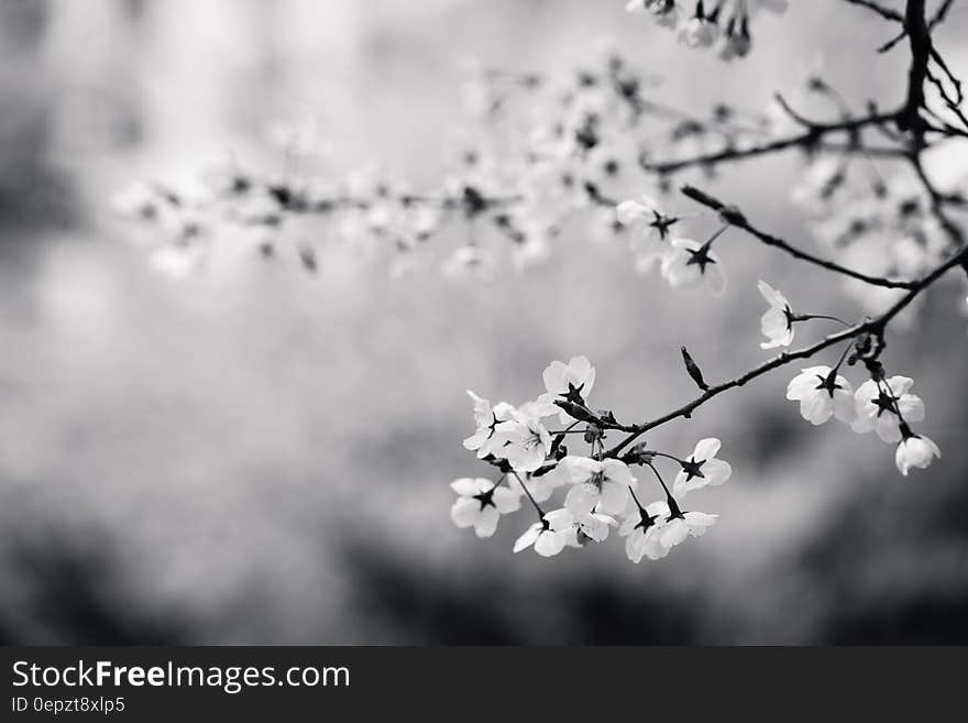 Spring blooms on cherry tree in black and white. Spring blooms on cherry tree in black and white.