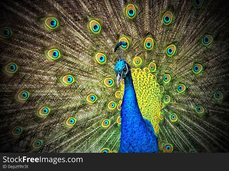 Blue and Green Peacock