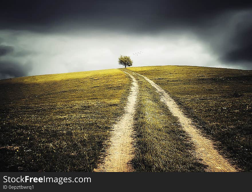 Dirt path through green field to tree on landscape. Dirt path through green field to tree on landscape.