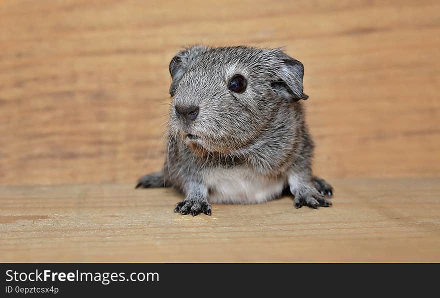 Portrait of guinea pig on wooden board. Portrait of guinea pig on wooden board.