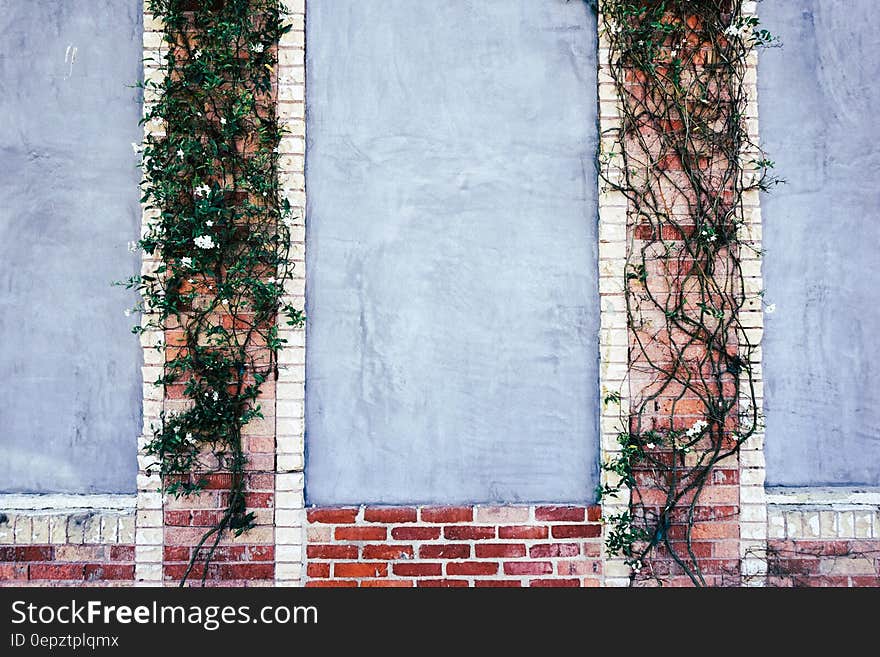 Ivy climbing bricks on outside wall. Ivy climbing bricks on outside wall.