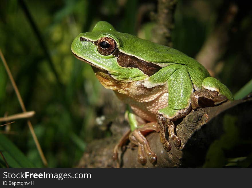 Green Frog in Brown Wood