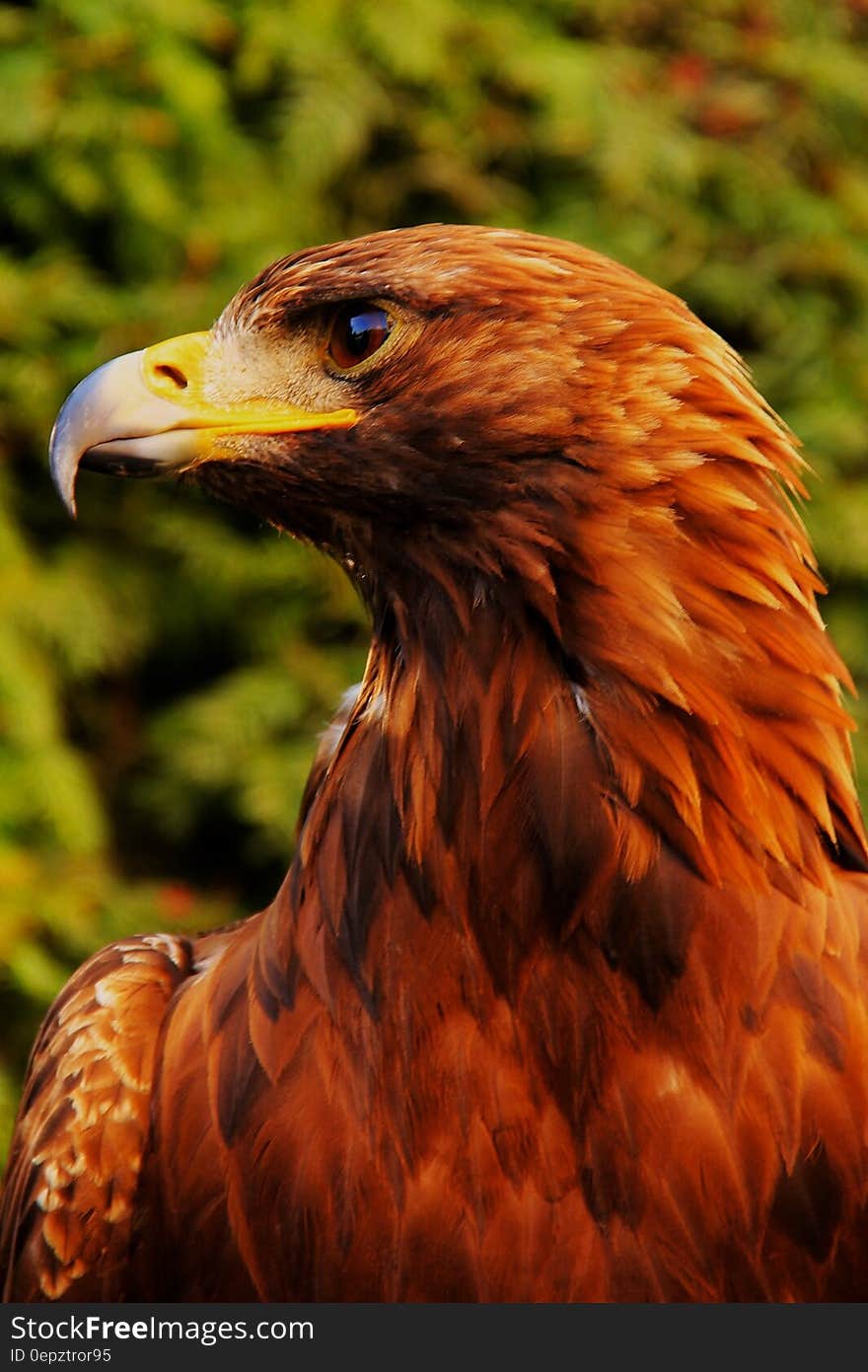 Brown White and Yellow Bird