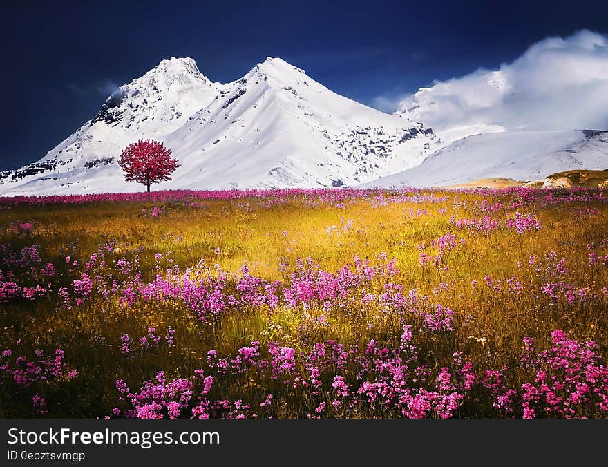 Wildflowers blooming in meadow by snow covered mountains on sunny day. Wildflowers blooming in meadow by snow covered mountains on sunny day.