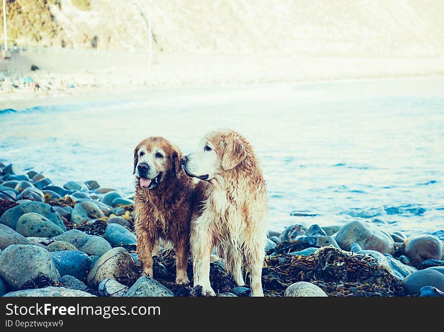 Wet dogs standing on rocks along shores of lake on sunny day. Wet dogs standing on rocks along shores of lake on sunny day.