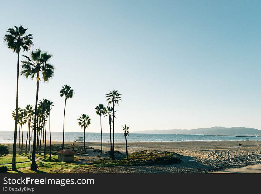 Palm trees on beach against blue skies on sunny day.