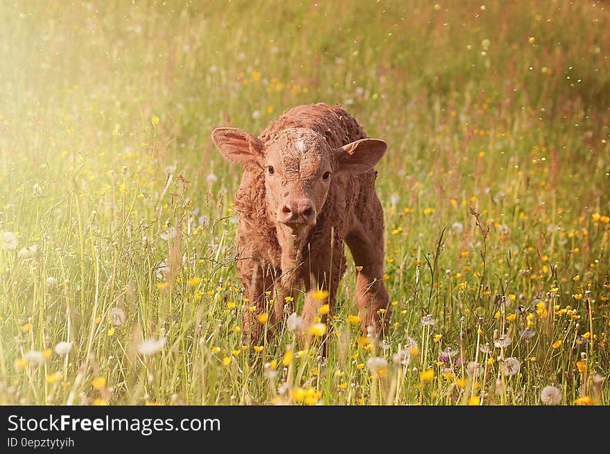 Brown Cub on Green Grass Field