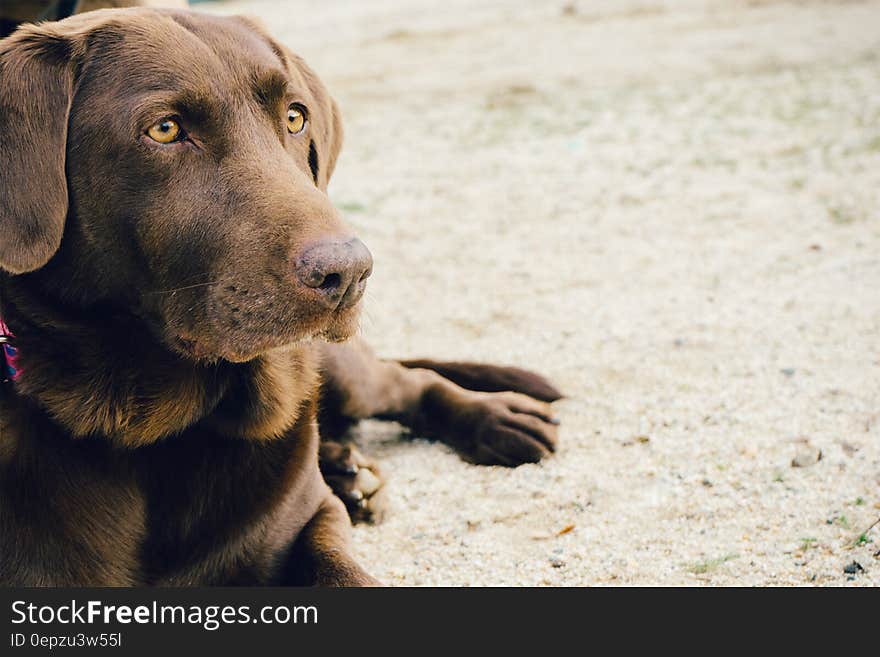 Portrait of brown Labrador dog on sandy beach in sunshine. Portrait of brown Labrador dog on sandy beach in sunshine.