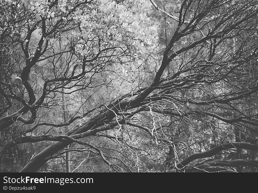 Close up of bare tree branches in black and white.