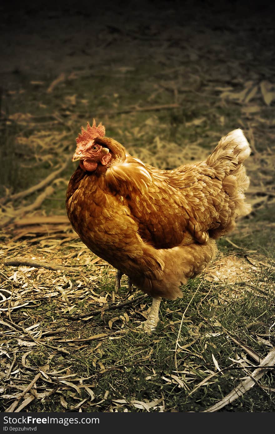 Brown Hen on Gray Grass at Daytime