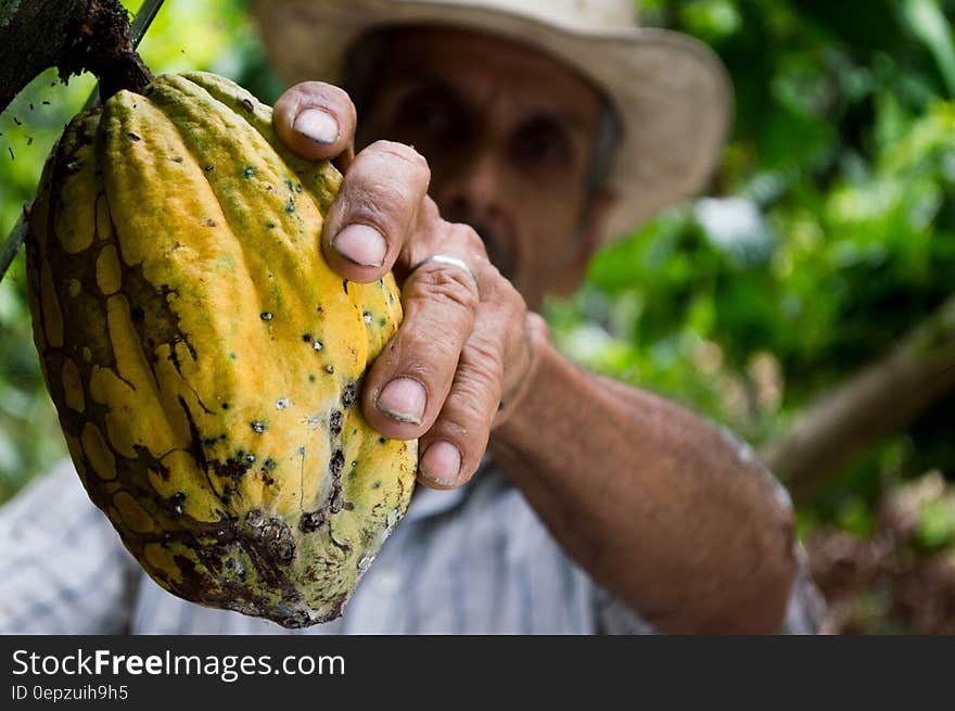 Man Picking Yellow Cocoa Fruit