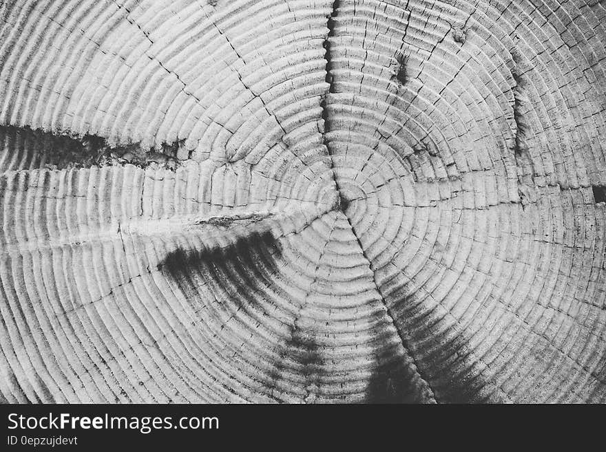 Close up texture of rings on wood in black and white.