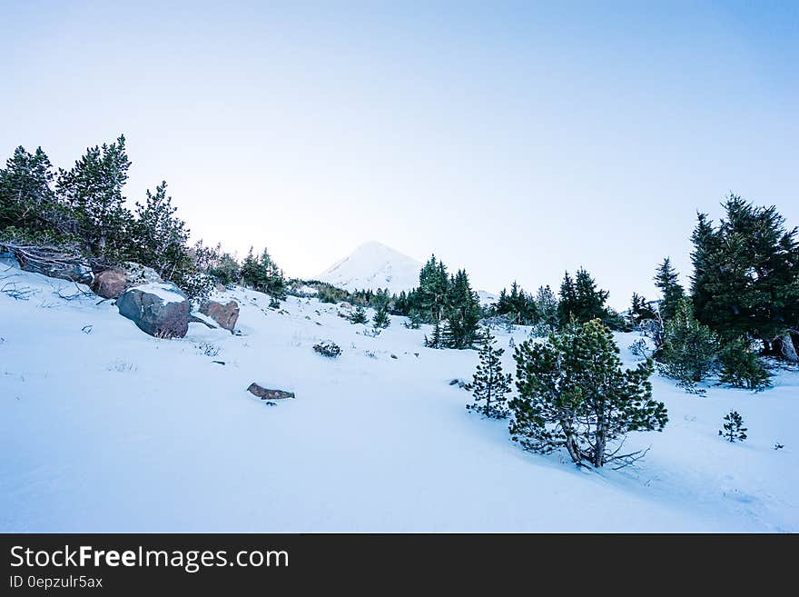 Trees and rocks on snowy mountain slopes on sunny day.