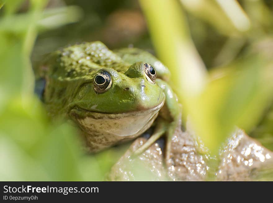 Portrait of green frog in grasses on sunny day. Portrait of green frog in grasses on sunny day.