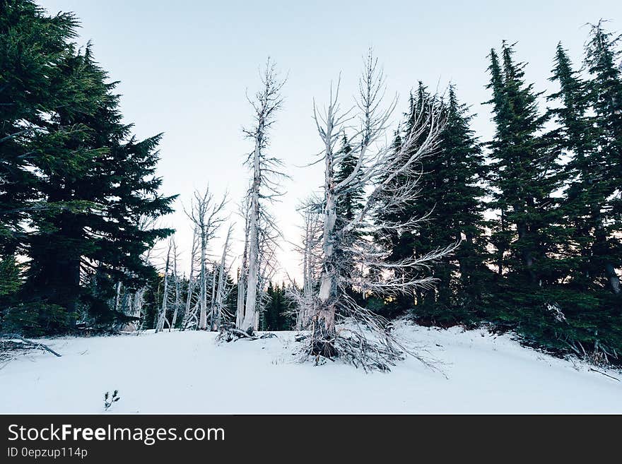 Snow covered field in pine forest on sunny day. Snow covered field in pine forest on sunny day.