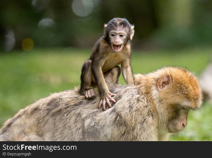 Baby Berber monkey on adult's back outdoors on sunny day. Baby Berber monkey on adult's back outdoors on sunny day.