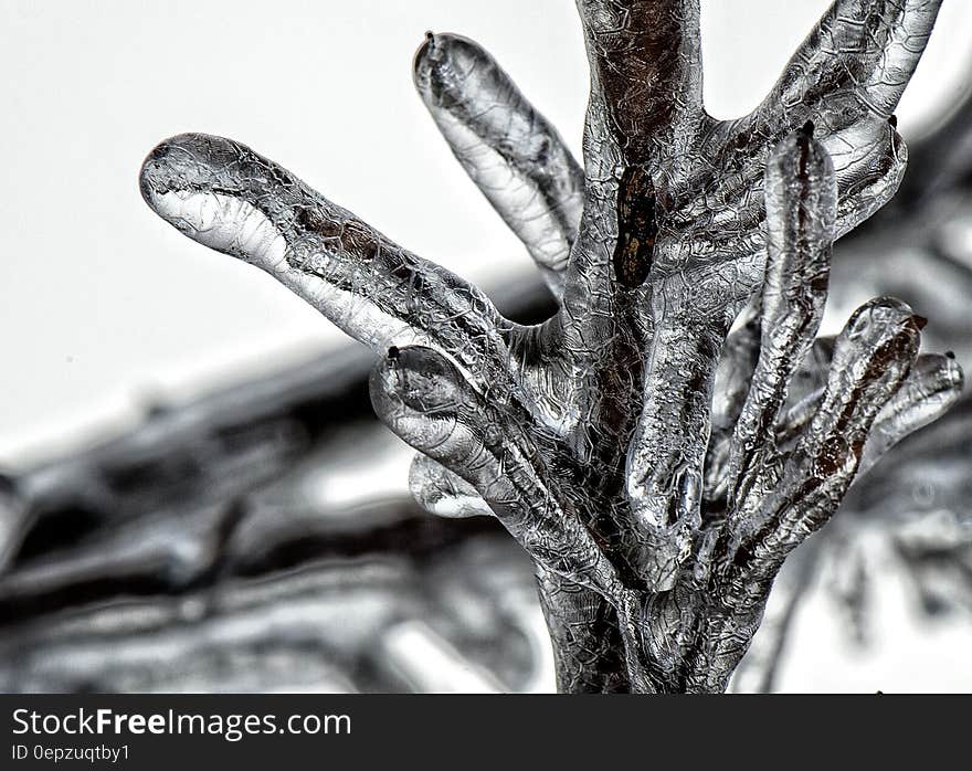 Close up of ice covering branch in black and white. Close up of ice covering branch in black and white.