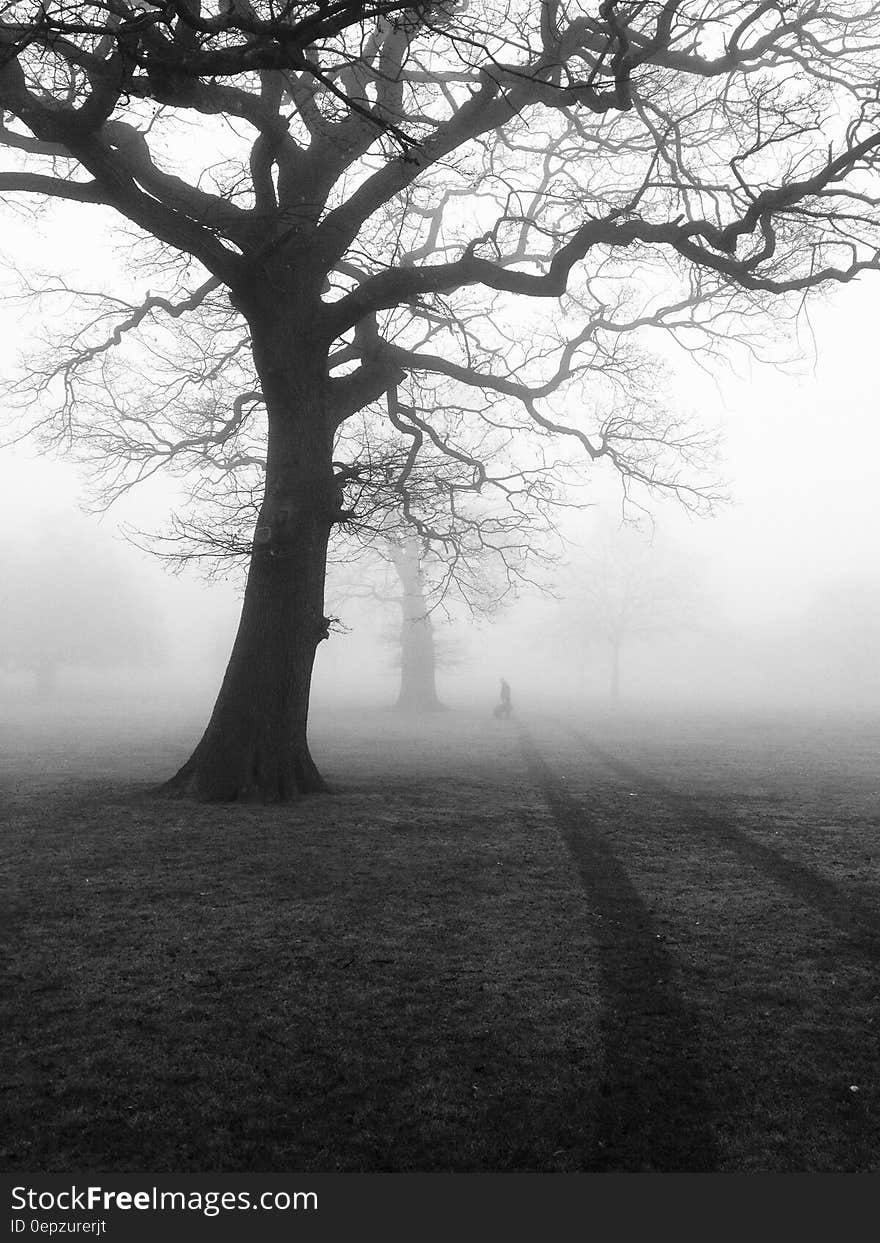 Silhouette of bare trees in country meadow in fog in black and white. Silhouette of bare trees in country meadow in fog in black and white.