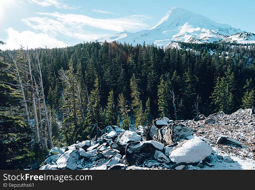 Evergreen forest and snowcapped mountain peak in the background. Evergreen forest and snowcapped mountain peak in the background.