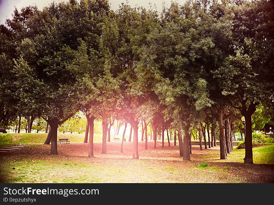 Sunny park with rows of trees and stone path with bench seat beside it.