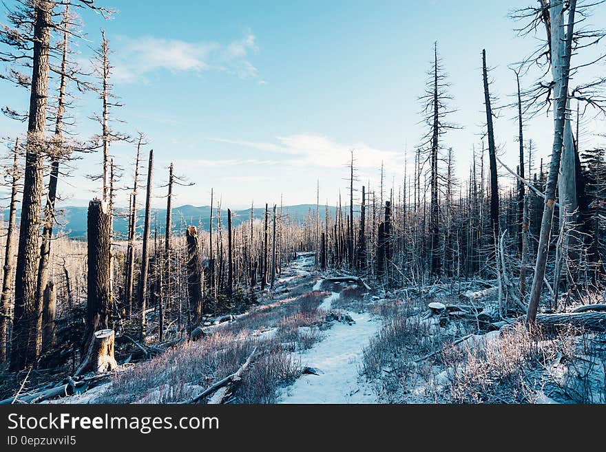 Path with touch of snow leading through storm or fire damaged (ravaged) forest, pale blue wintery sky. Path with touch of snow leading through storm or fire damaged (ravaged) forest, pale blue wintery sky.