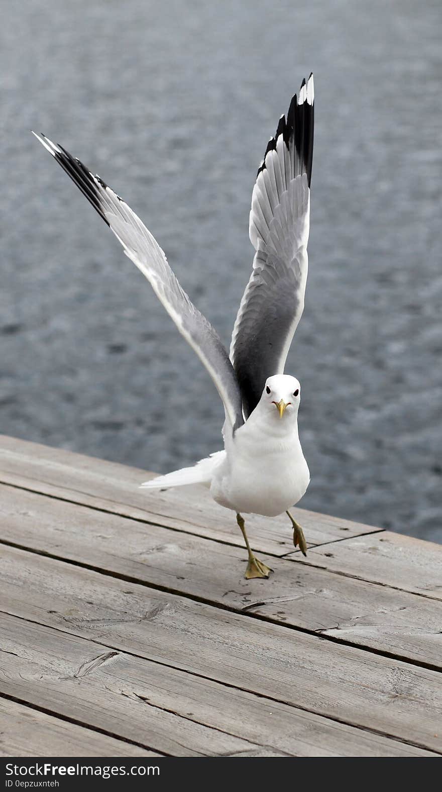 White and Black Feather Bird