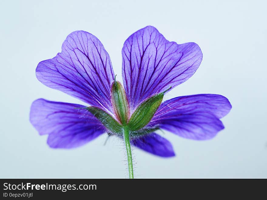 Green and 5 Petaled Purple Flower