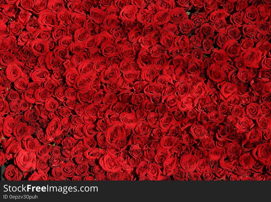 Abstract background of red roses. Abstract background of red roses.