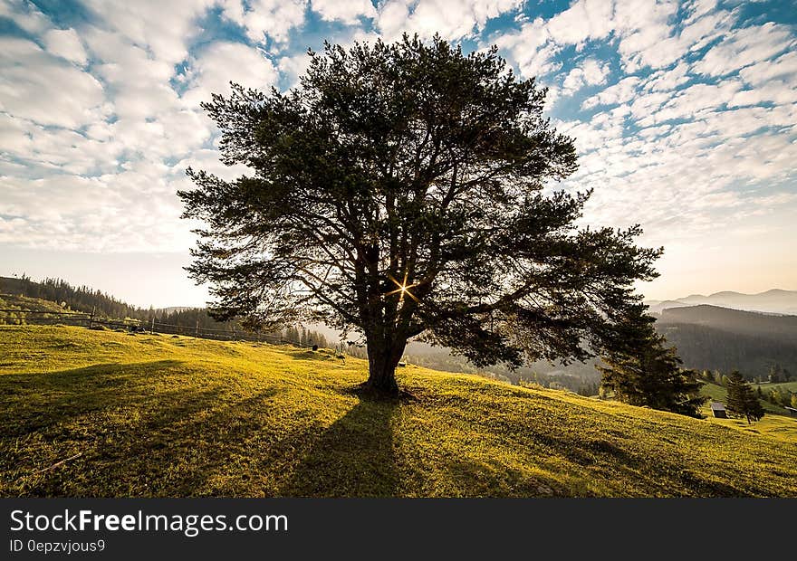 A branchy tree in a field near Campulung, Romania, early in the morning. A branchy tree in a field near Campulung, Romania, early in the morning.