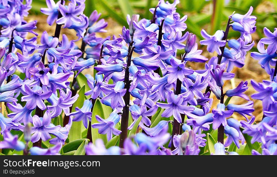 Puple Petaled Flower