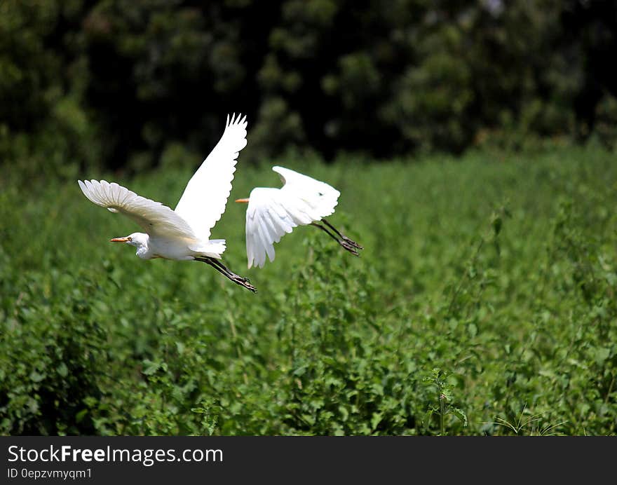 Two egrets flying low above a green wetland. Two egrets flying low above a green wetland.