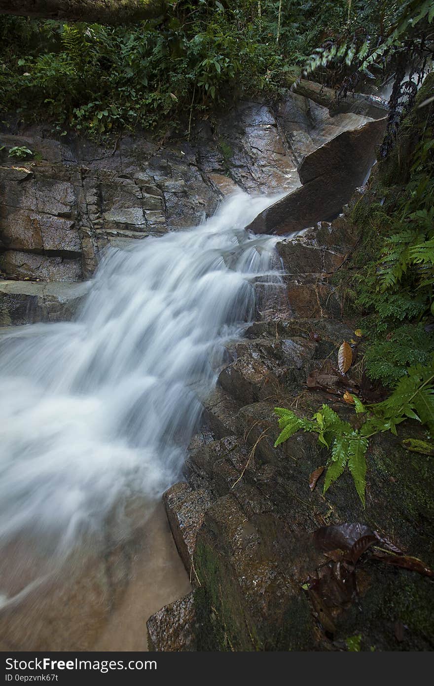 Green Bush in Water Fall