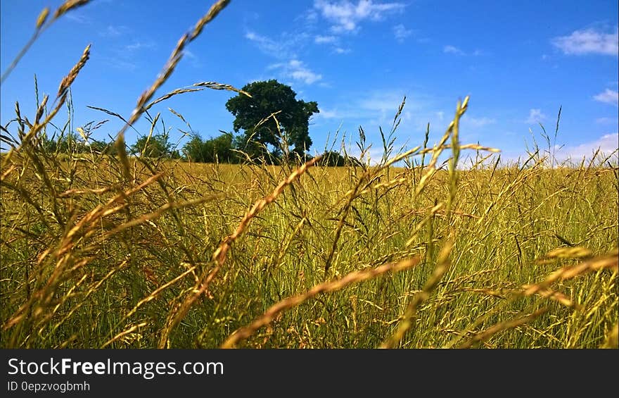 Green Plantation Field Under Blue and White Cloudy Sky